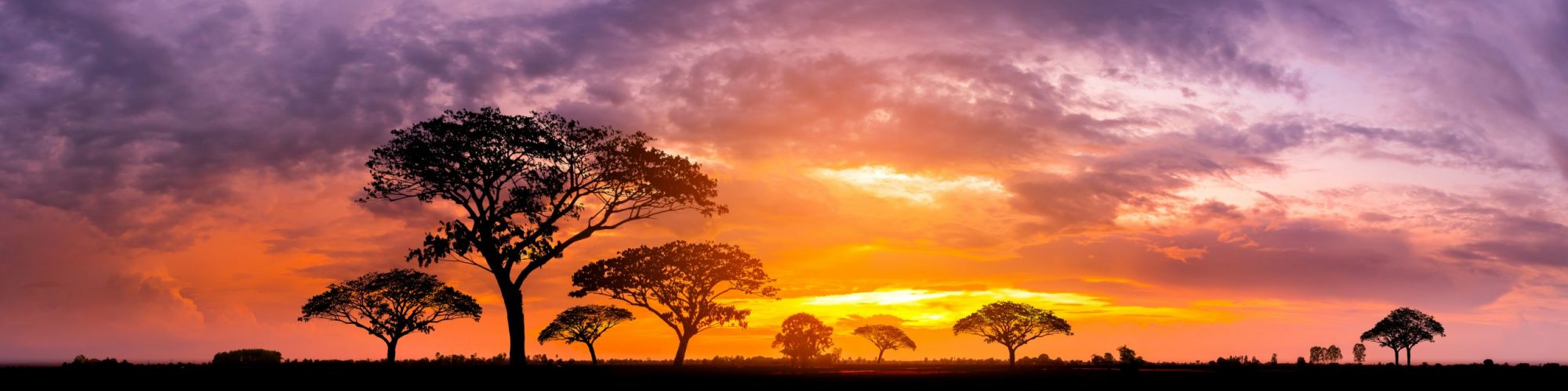 Panorama silhouette tree in africa with sunset.Tree silhouetted against a setting sun.Dark tree on open field dramatic sunrise.Typical african sunset with acacia trees in Masai Mara, Kenya