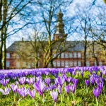 Violette Blütenpracht - zur Krokusblüte nach Husum